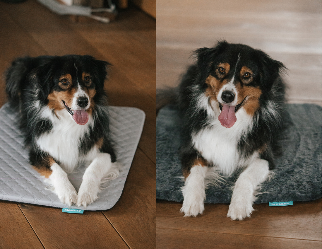 Hitzschlag beim Hund: Symptome, Erste Hilfe & Vorbeugung