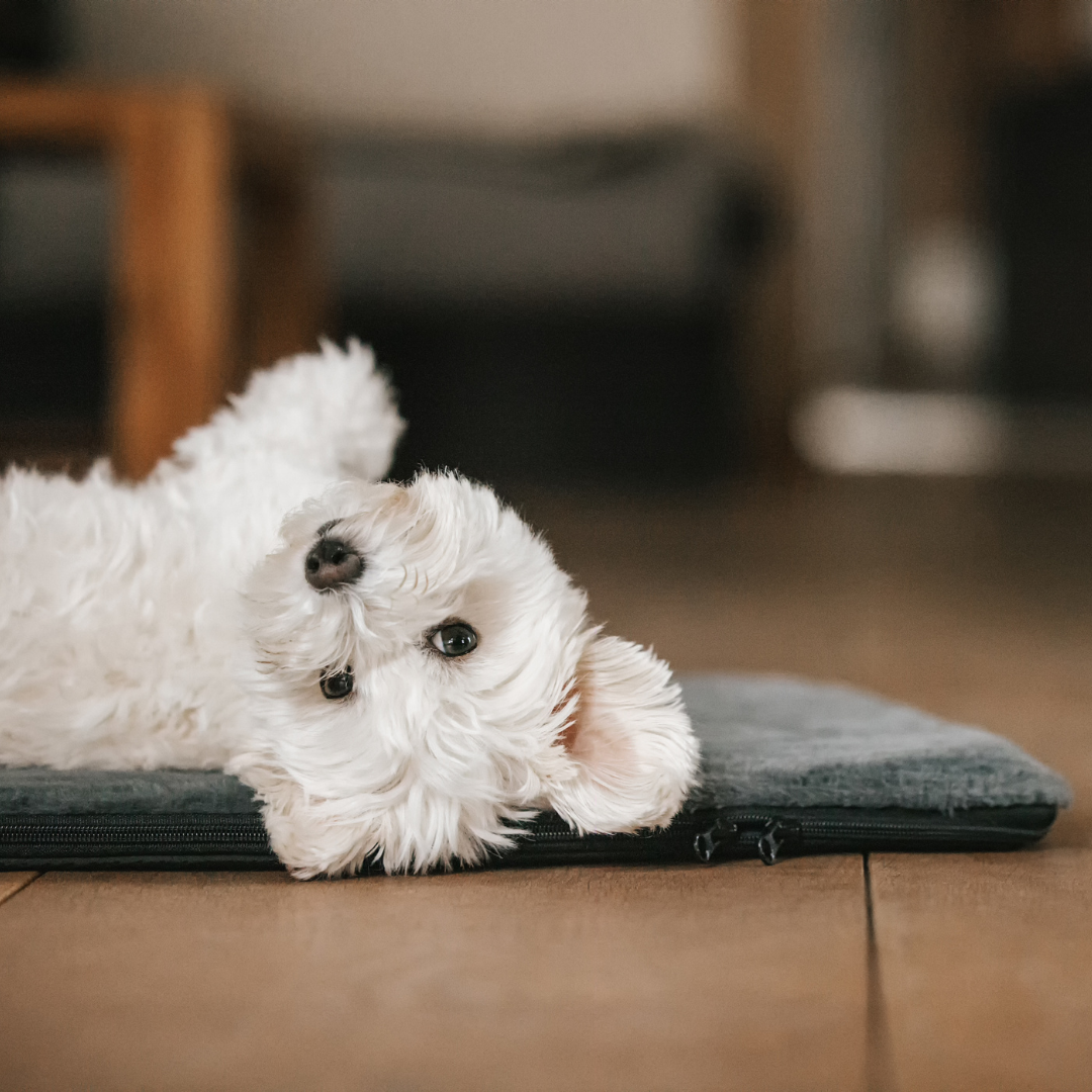 #size_S#color_Langhaar